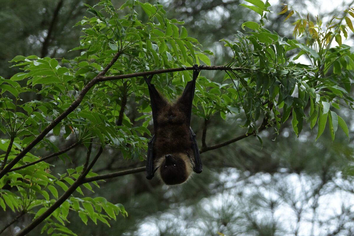 ヤエヤマオオコウモリ
西表島
ミダラの田んぼ