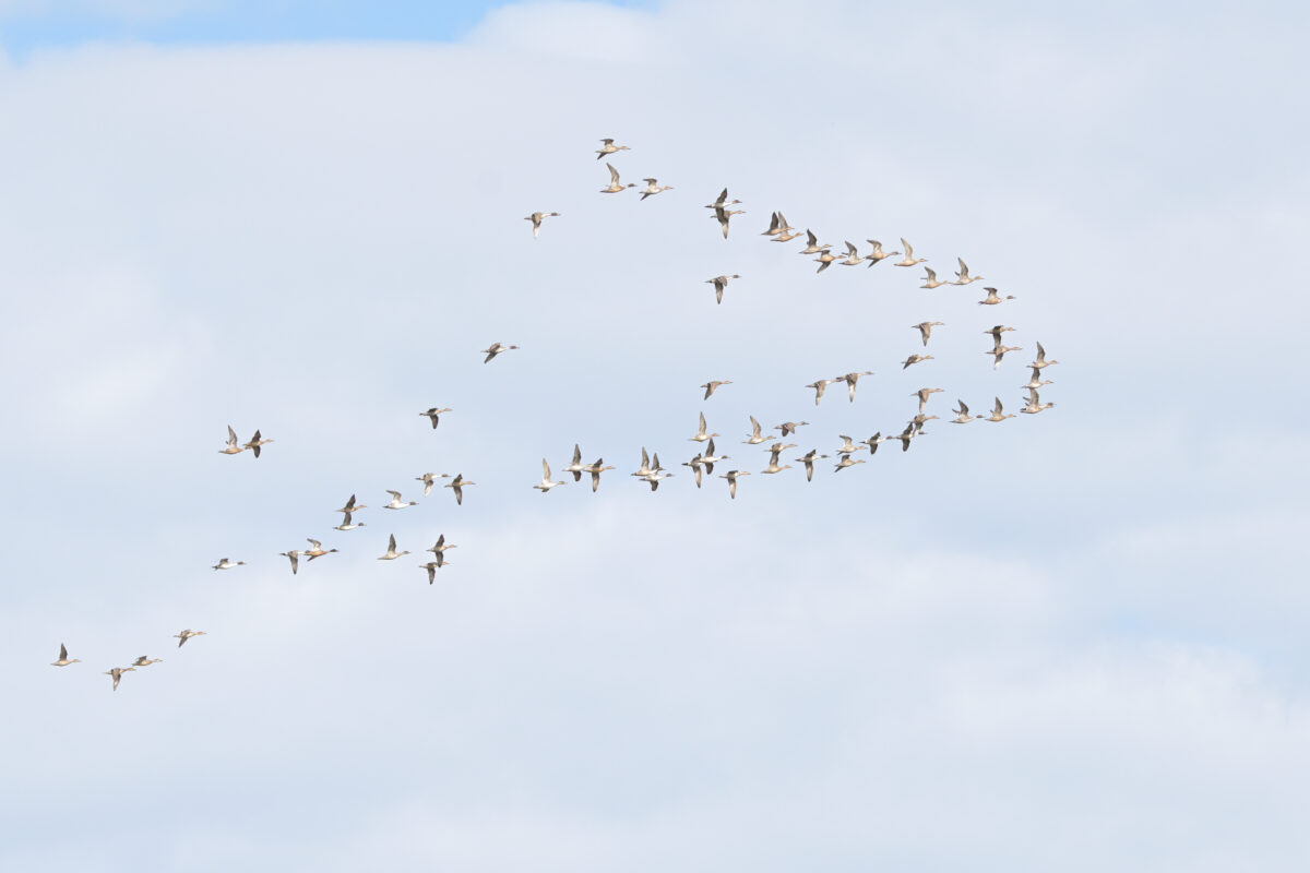 オナガガモ
オナガガモ群れ
西表島
オオホラダ