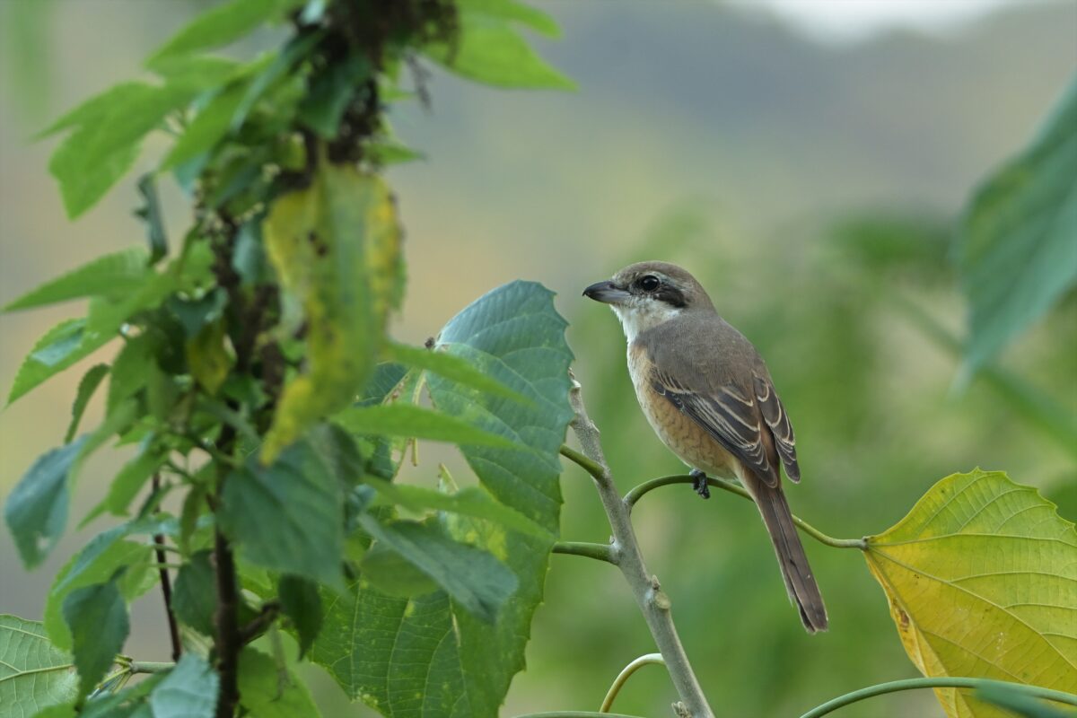 カラアカモズ
西表島
ミダラの田んぼ