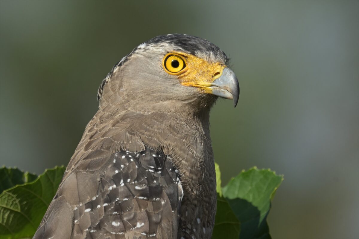 カンムリワシ
西表島
住吉牧場