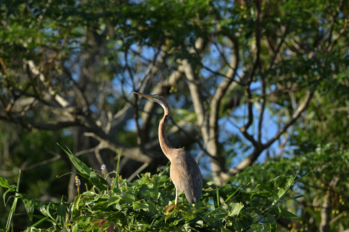 ムラサキサギ
ムラサキサギ幼鳥
西表島
オオホラダ