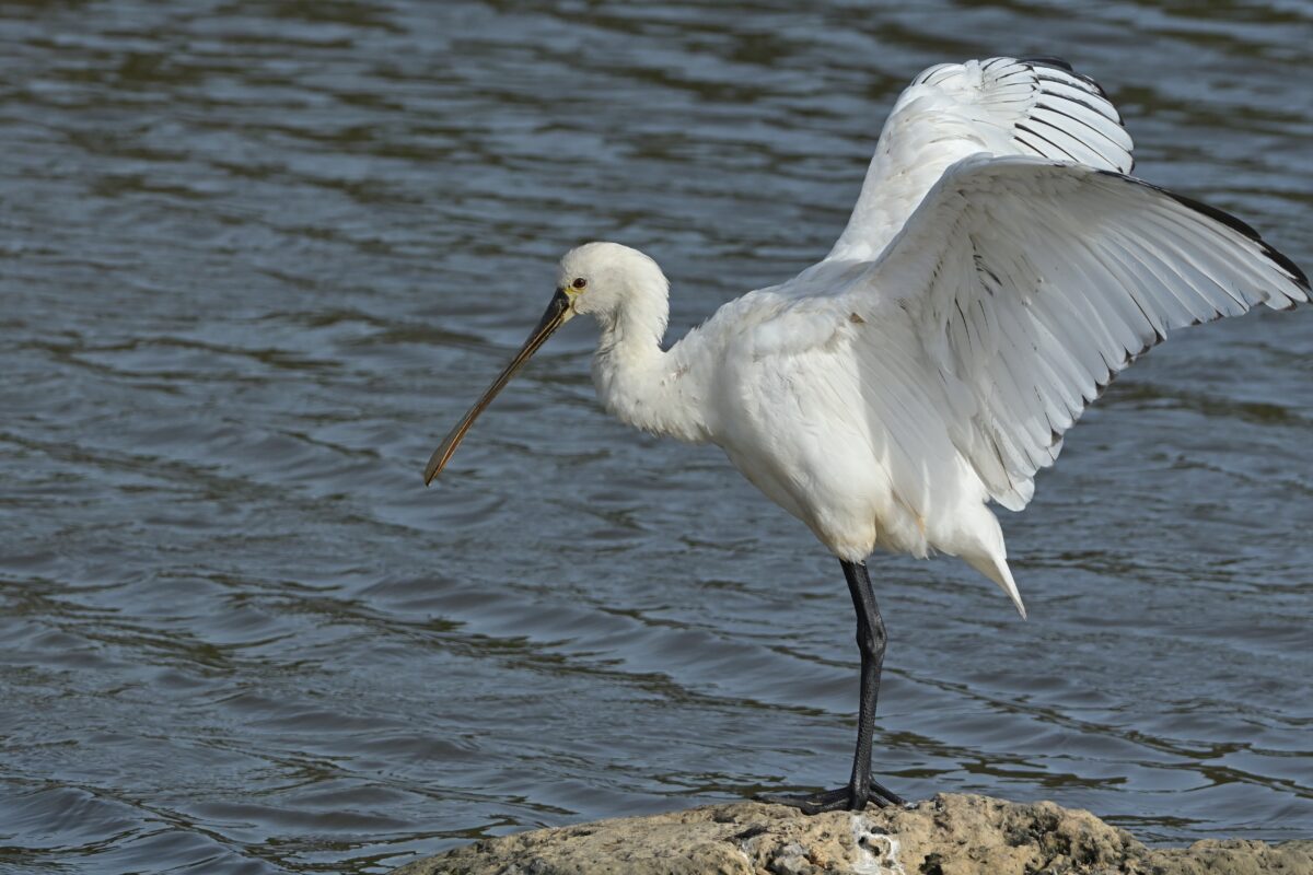 ヘラサギ
ヘラサキ若鳥
ヘラサギ羽ばたき
西表島
オオホラダ