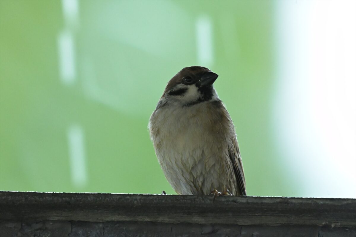 スズメ
西表島
自宅