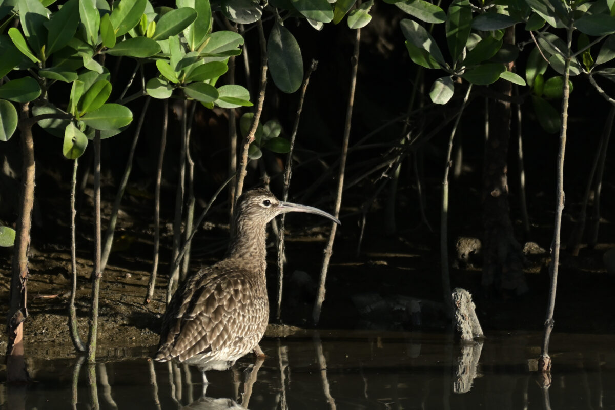 チュウシャクシギ
西表島
ヤッサ