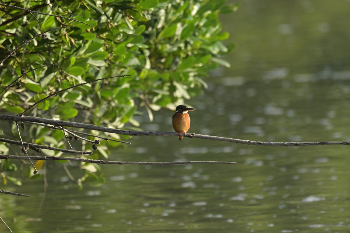 カワセミ♀
カワセミ
西表島
美原の田んぼ