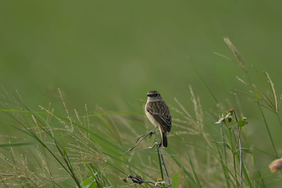 ノビタキ
ノビタキ♀
ノビタキ♀冬羽
ノビタキ冬羽
西表島
オオホラダ