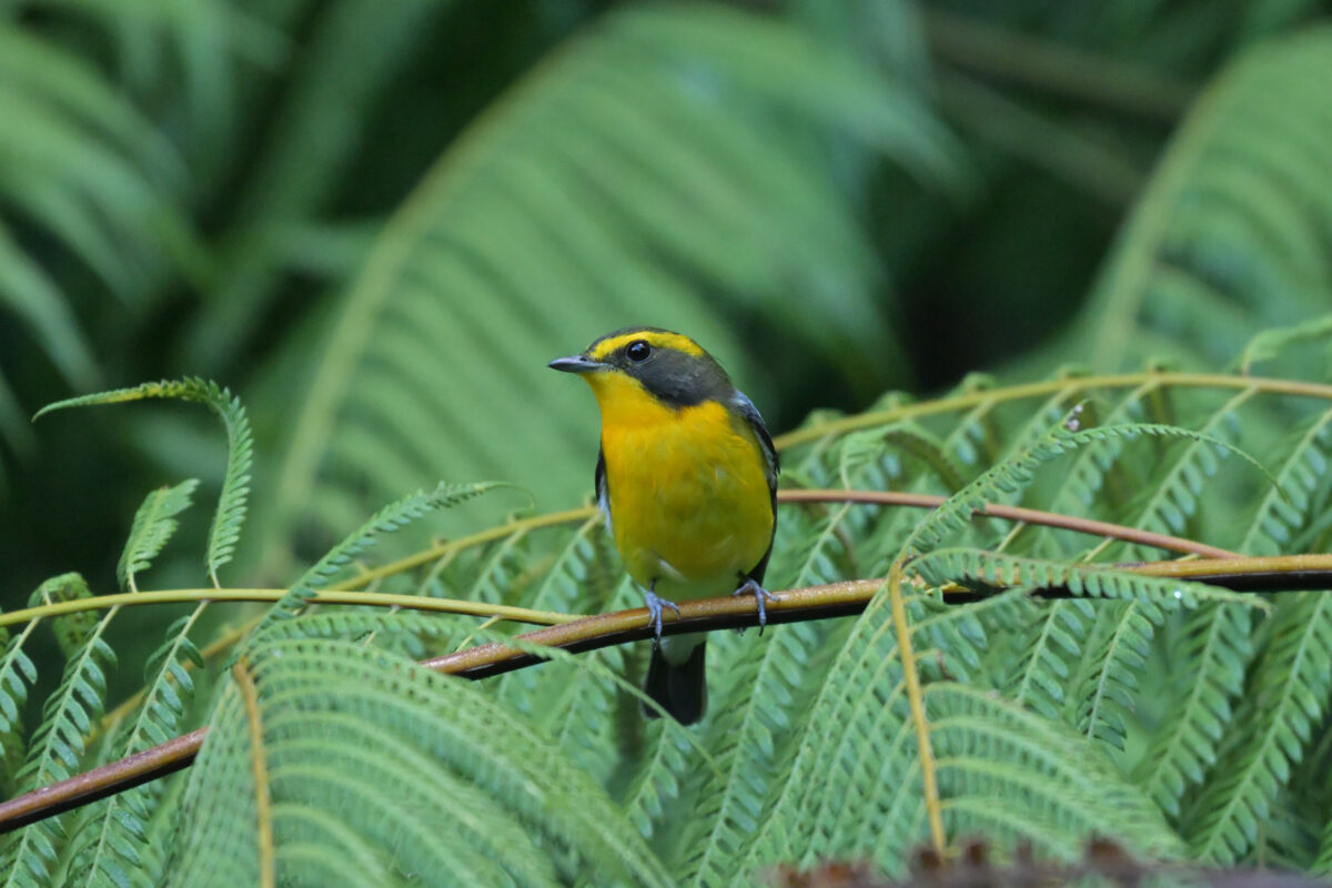 リュウキュウキビタキ
西表島
白浜林道