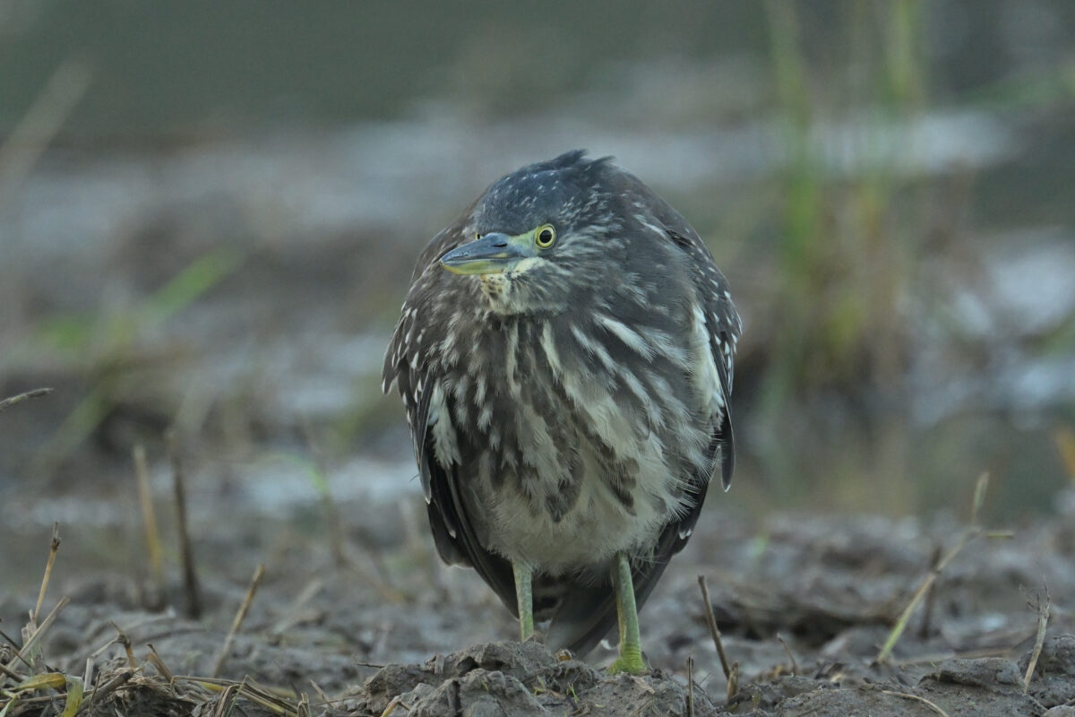 ゴイサギ
ゴイサギ幼鳥
ホシゴイ
西表島
ミダラの田んぼ