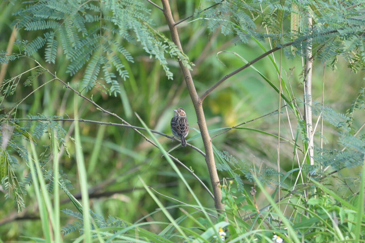 コホオアカ
西表島
ミダラの田んぼ