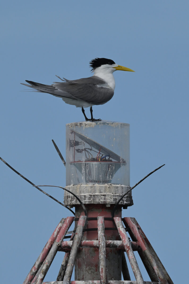 オオアジサシ
鳩間島沖立標
西表島