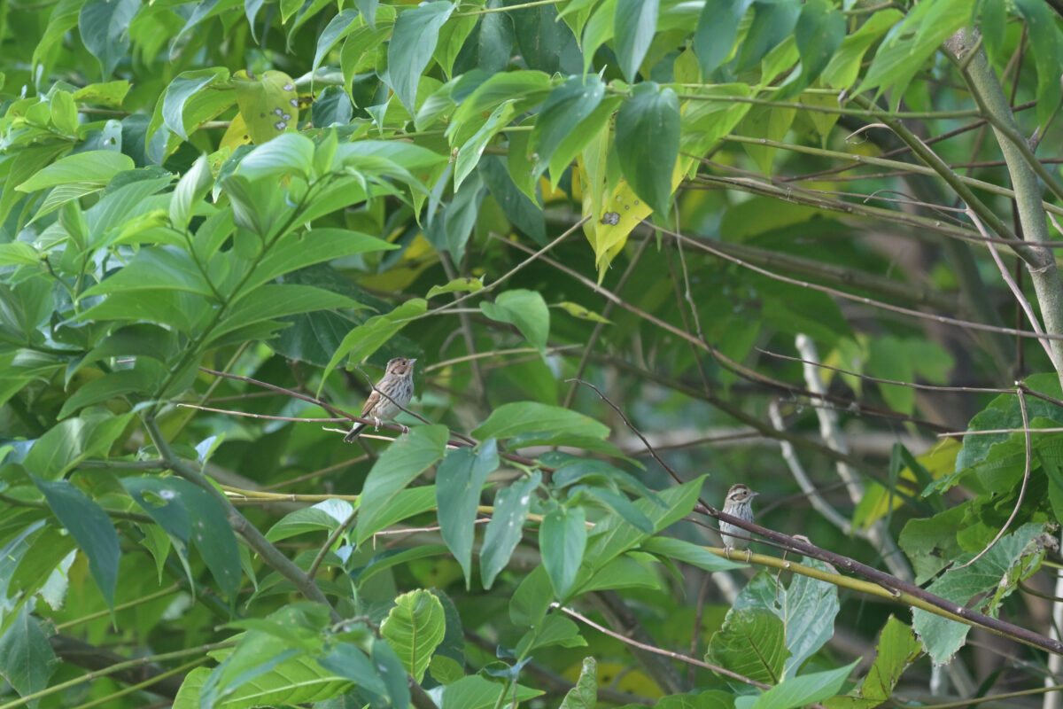 コホオアカ
西表島
ミダラの田んぼ