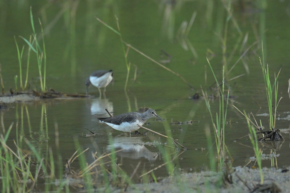 クサシギ
西表島
ミダラの田んぼ