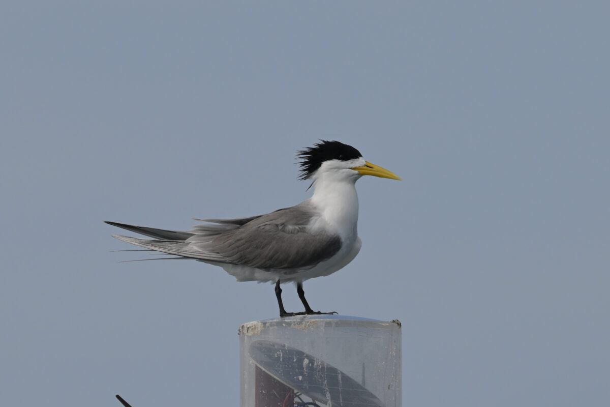 オオアジサシ
鳩間島沖立標
西表島