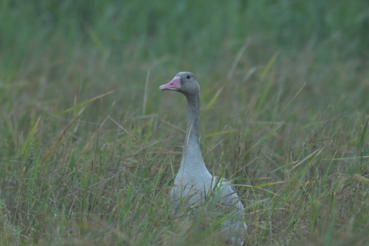 ハイイロガン
西表島
ミダラの田んぼ