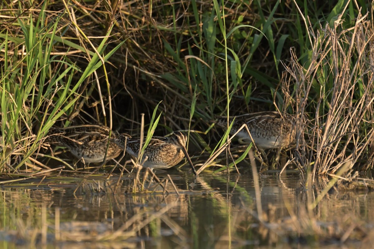 タシギ
タシギの群れ
西表島
ミダラの田んぼ
