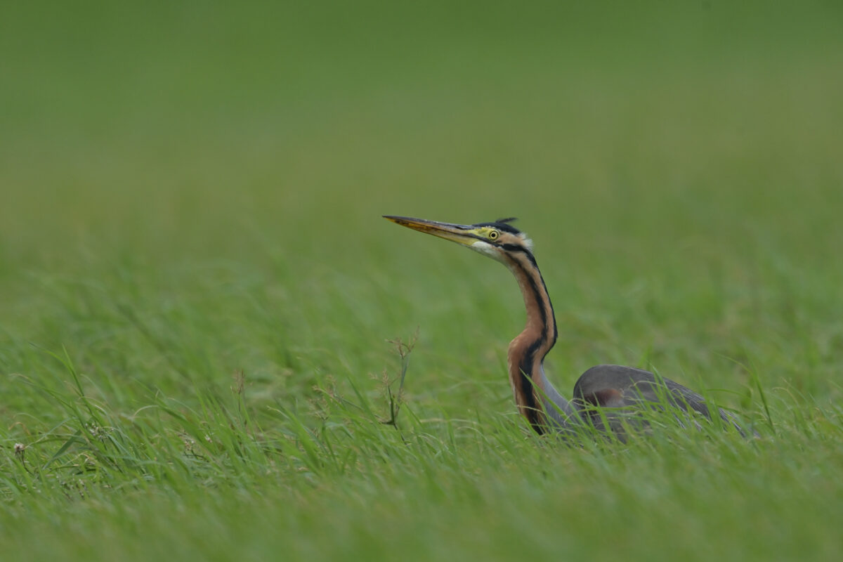 ムラサキサギ
西表島
住吉牧場