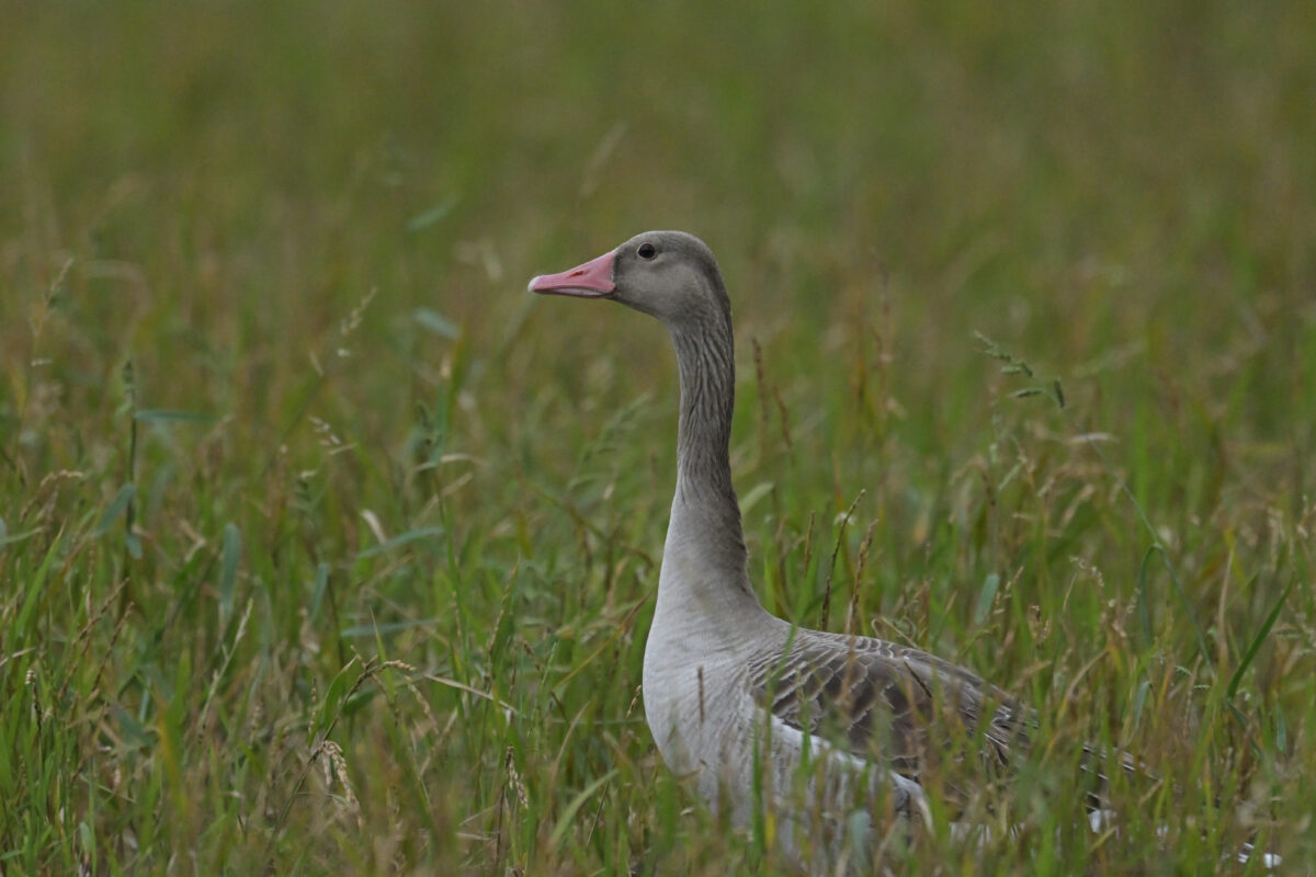 ハイイロガン
ハイイロガン採餌中
ハイイロガン食事中
西表島
ミダラの田んぼ