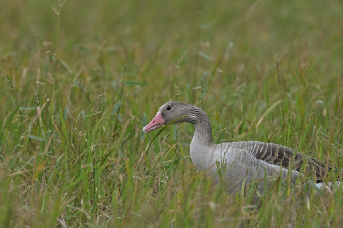ハイイロガン
ハイイロガン採餌中
ハイイロガン食事中
西表島
ミダラの田んぼ