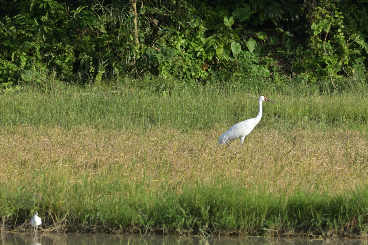 ソデグロヅル
ソリハシセイタカシギ
西表島
ミダラの田んぼ