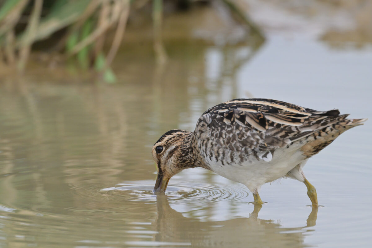 タシギ
西表島
ミダラの田んぼ