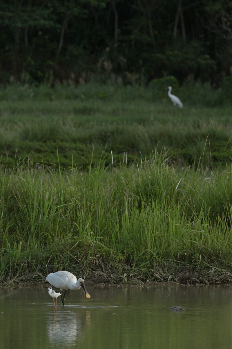 ソデグロヅル。
ヘラサギ
セイタカシギ
西表島
ミダラの田んぼ