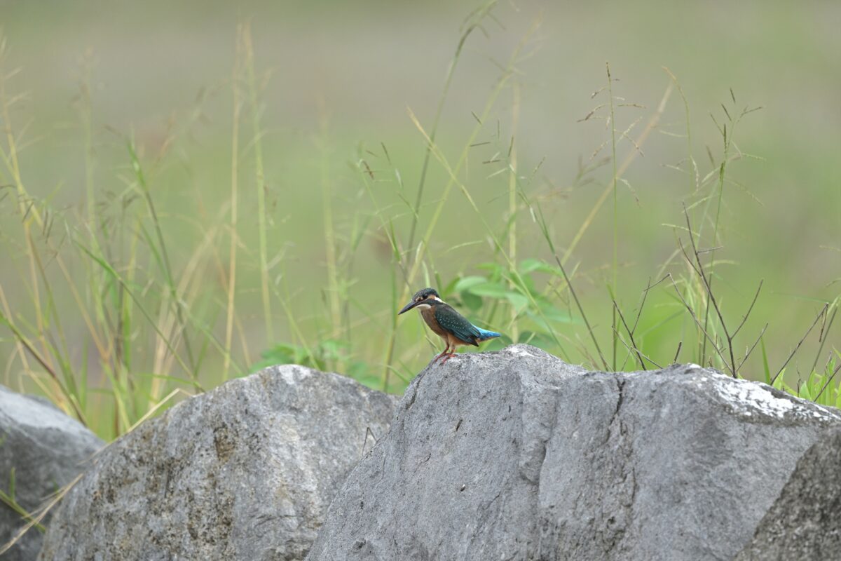 カワセミ
カワセミ幼鳥
西表島
オオホラダ
