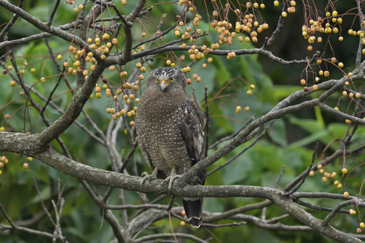 カンムリワシ
西表島
ミダラの田んぼ