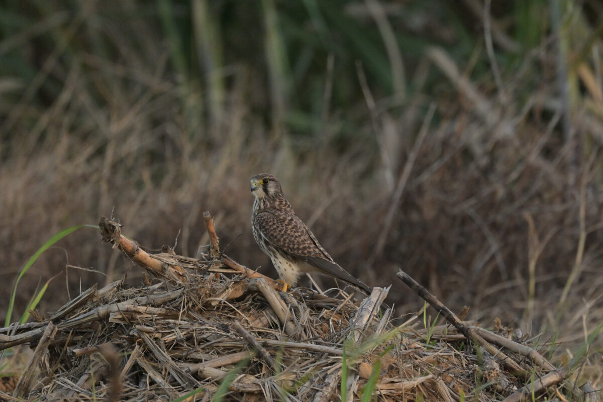 チョウゲンボウ
チョウゲンボウ幼鳥
西表島
佐久田