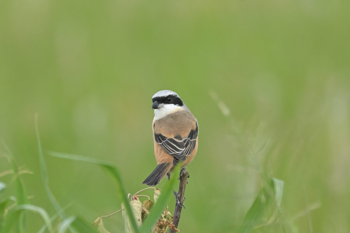 タカサゴモズ
西表島
住吉牧場