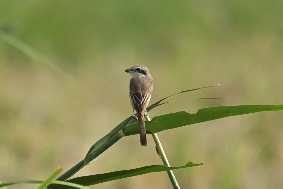 シマアカモズ
西表島
住吉牧場