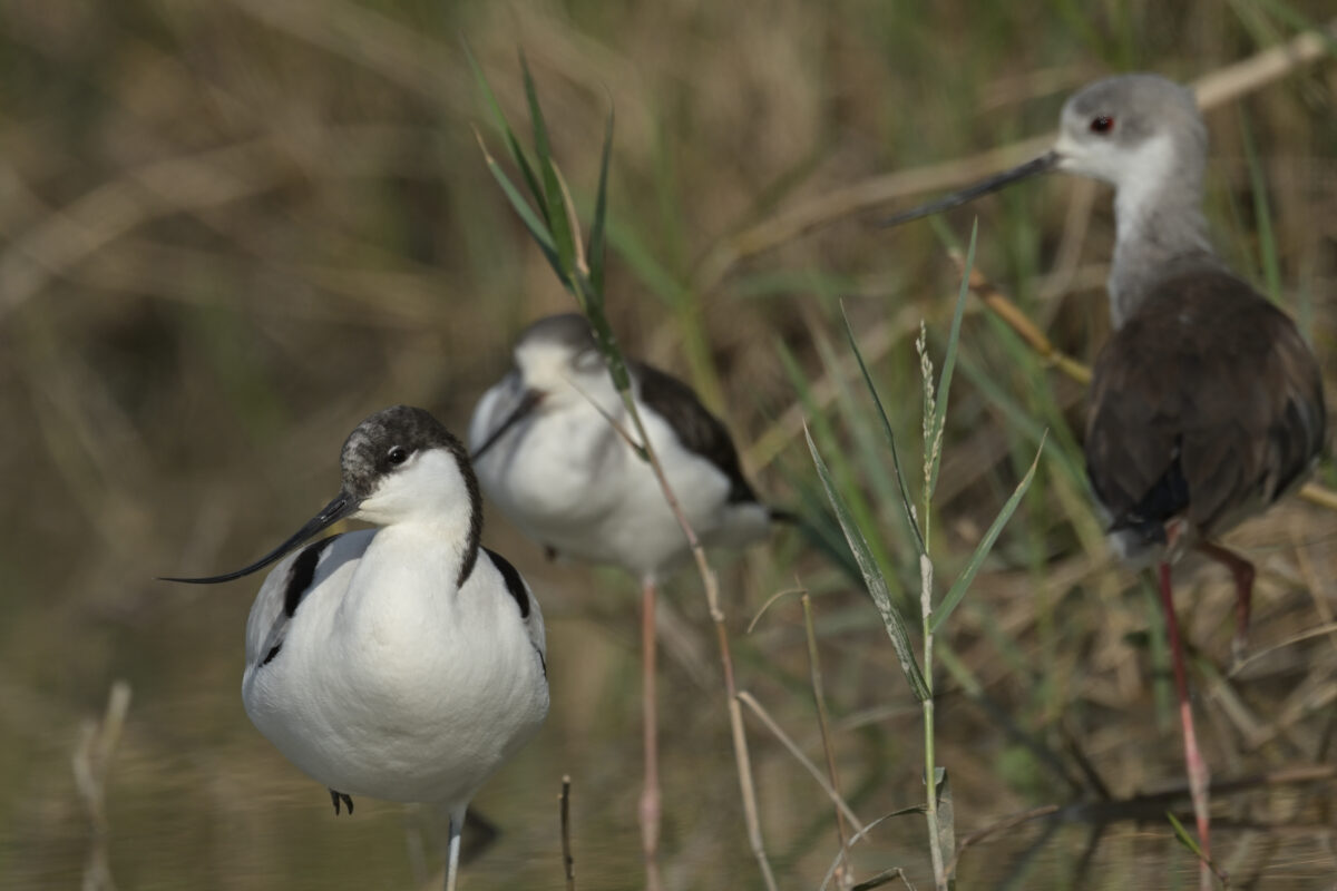 ソリハシセイタカシギ
セイタカシギ
西表島
ミダラの田んぼ