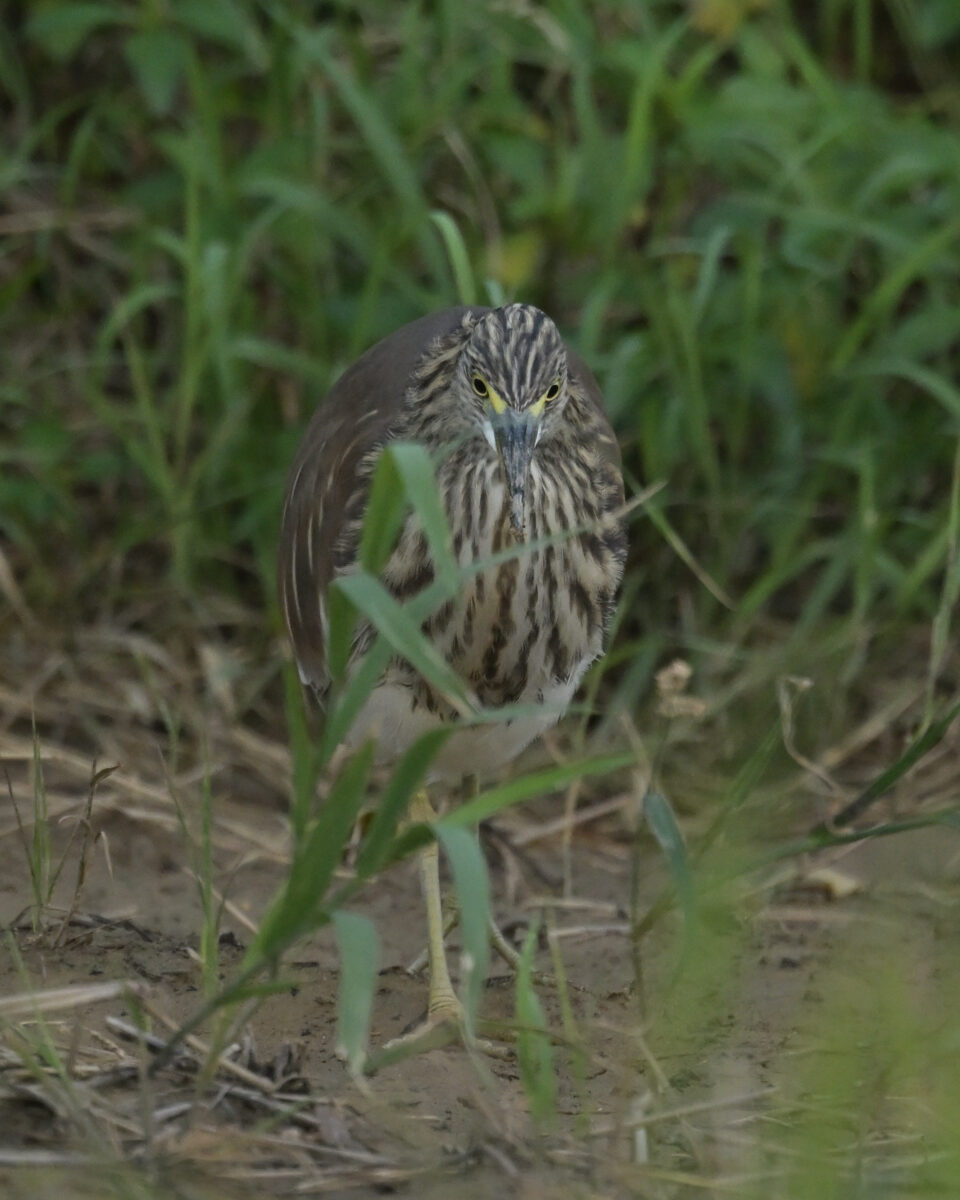アカガシラサギ
アカガシラサギ冬羽
西表島
ミダラの田んぼ