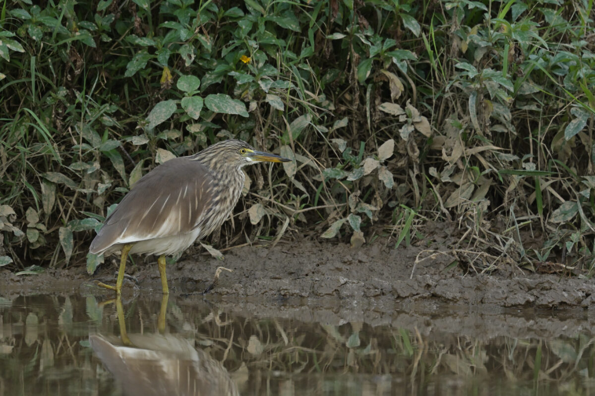 アカガシラサギ
アカガシラサギ冬羽
西表島
ミダラの田んぼ
