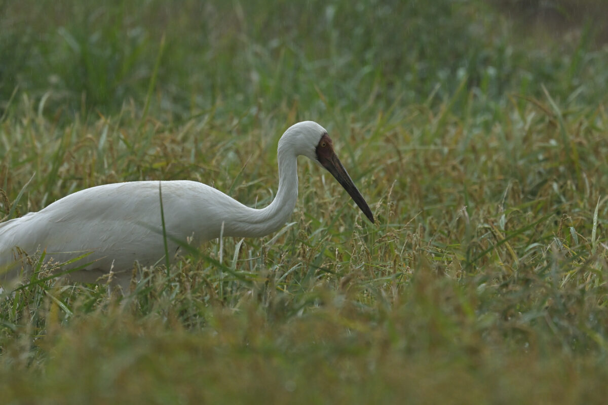 ソデグロヅル
西表島
ミダラの田んぼ
