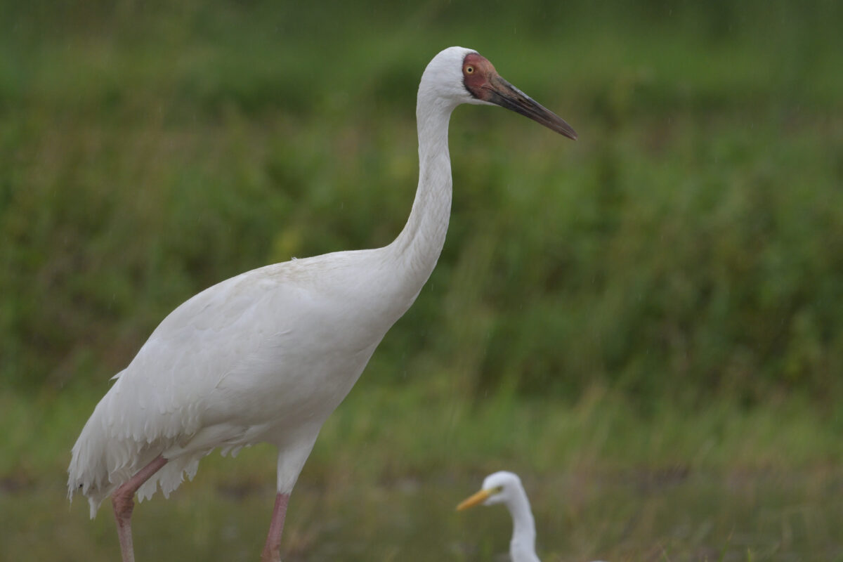 ソデグロヅル
西表島
ミダラの田んぼ