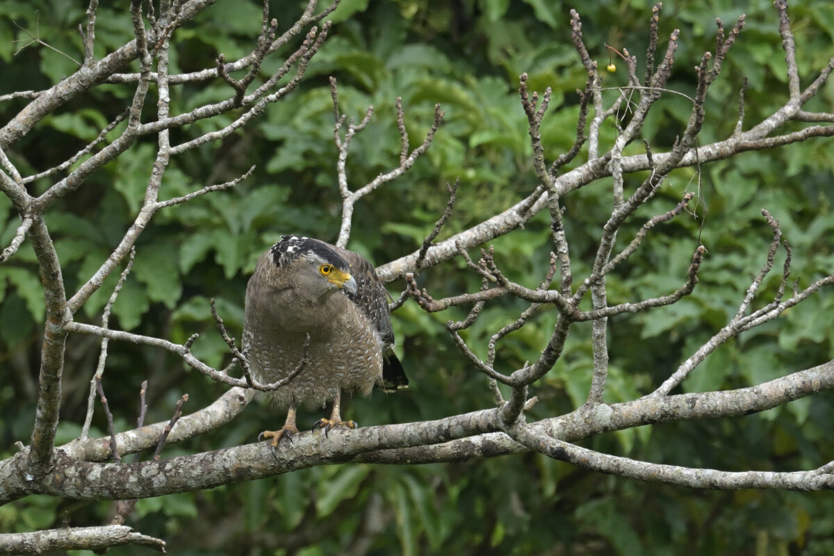 カンムリワシ
西表島
フカンタ