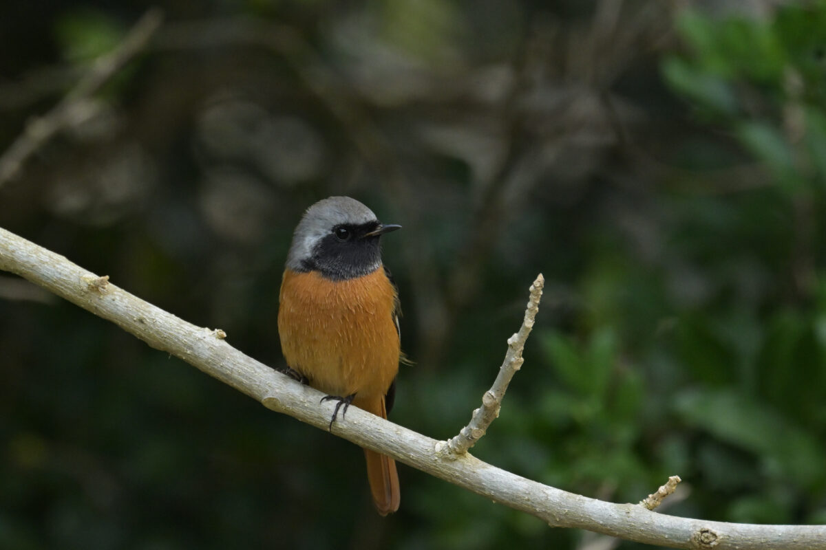 ジョウビタキ
ジョウビタキ♂
ジョウビタキ雄
西表島
星立集落