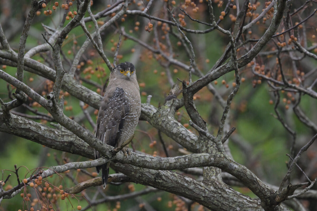 カンムリワシ
西表島
ミダラの田んぼ