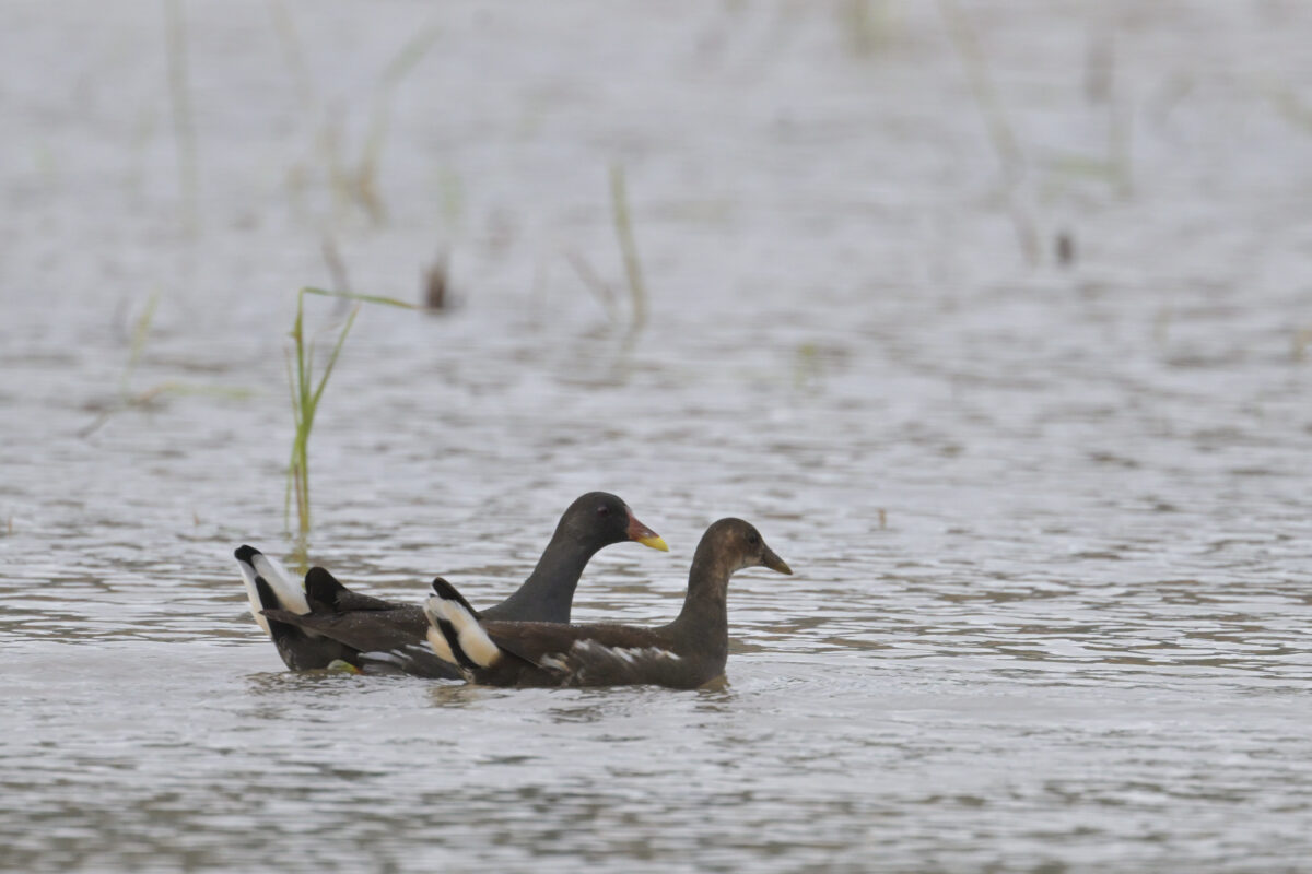 バン
バンの親子
西表島
オオホラダ