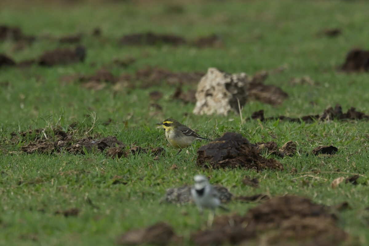 ツメナガセキレイ
西表島
浦内の牧場