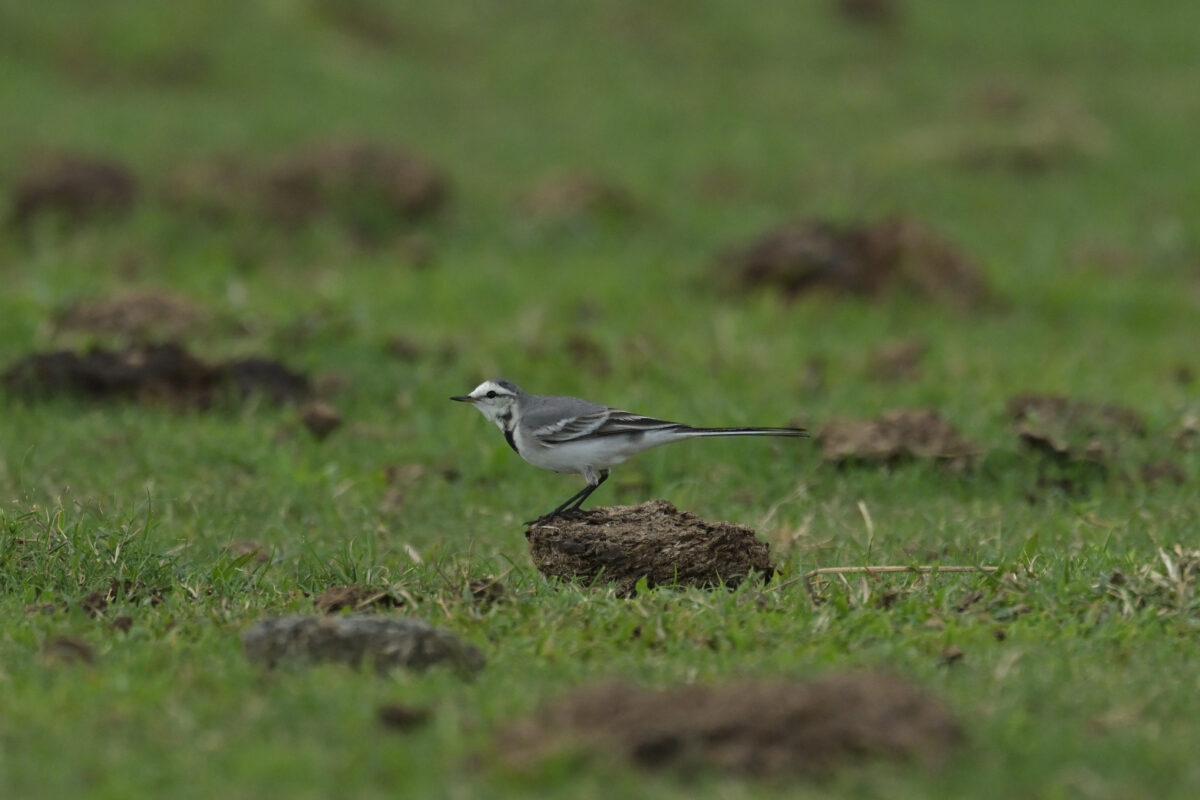 ハクセキレイ
西表島
浦内の牧場