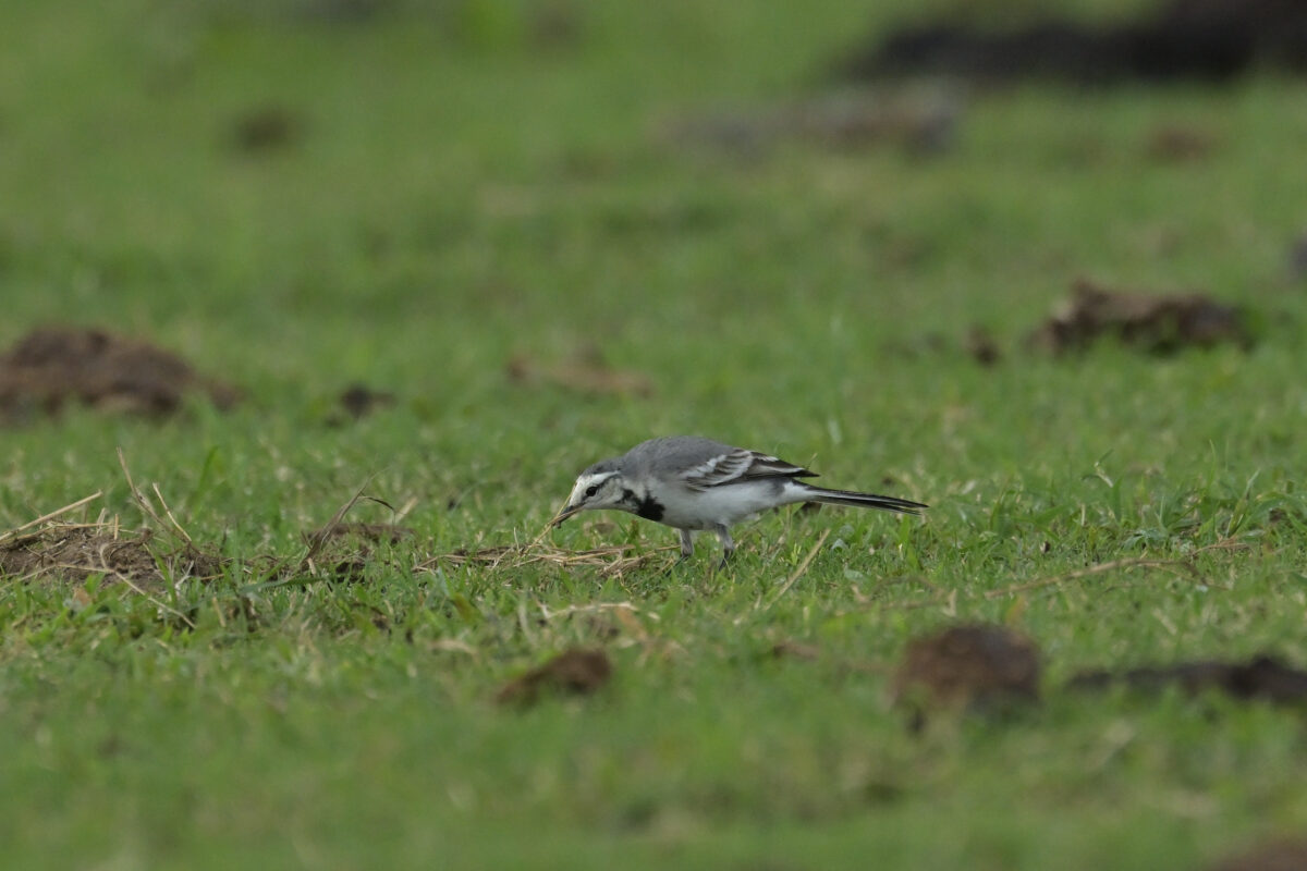 ハクセキレイ
西表島
浦内の牧場