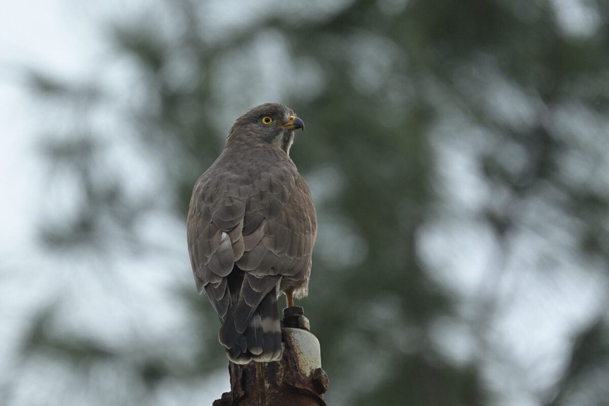 サシバ
越冬サシバ
西表島
美原の田んぼ