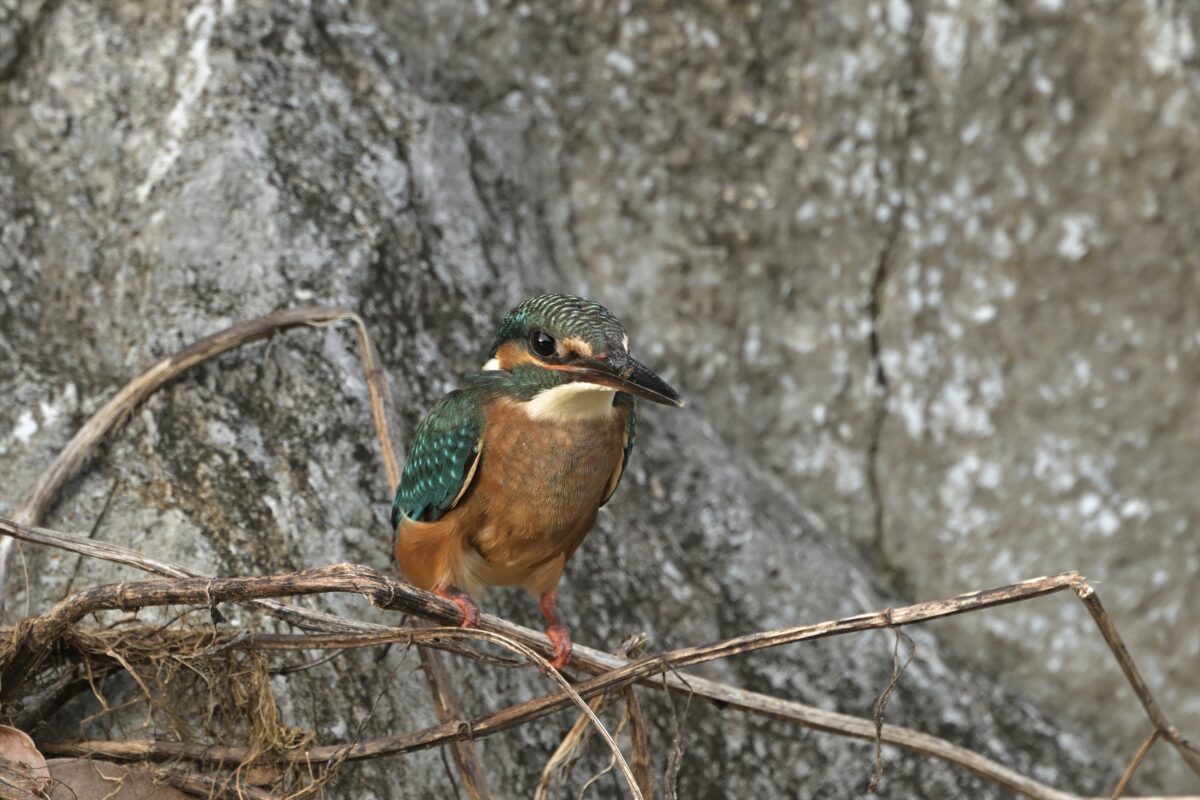 カワセミ
カワセミ幼鳥
西表島
オオホラダ