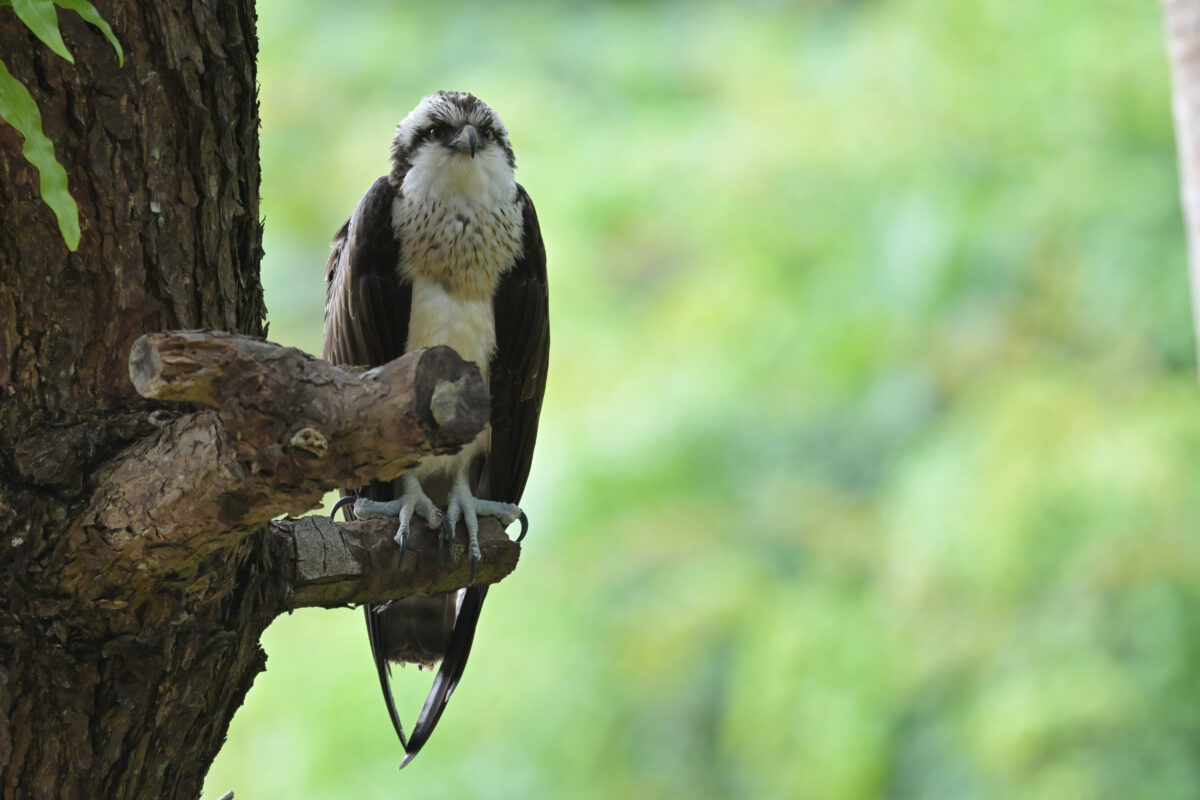 ミサゴ
ミサゴ若鳥
ミサゴ幼鳥
西表島
星立集落