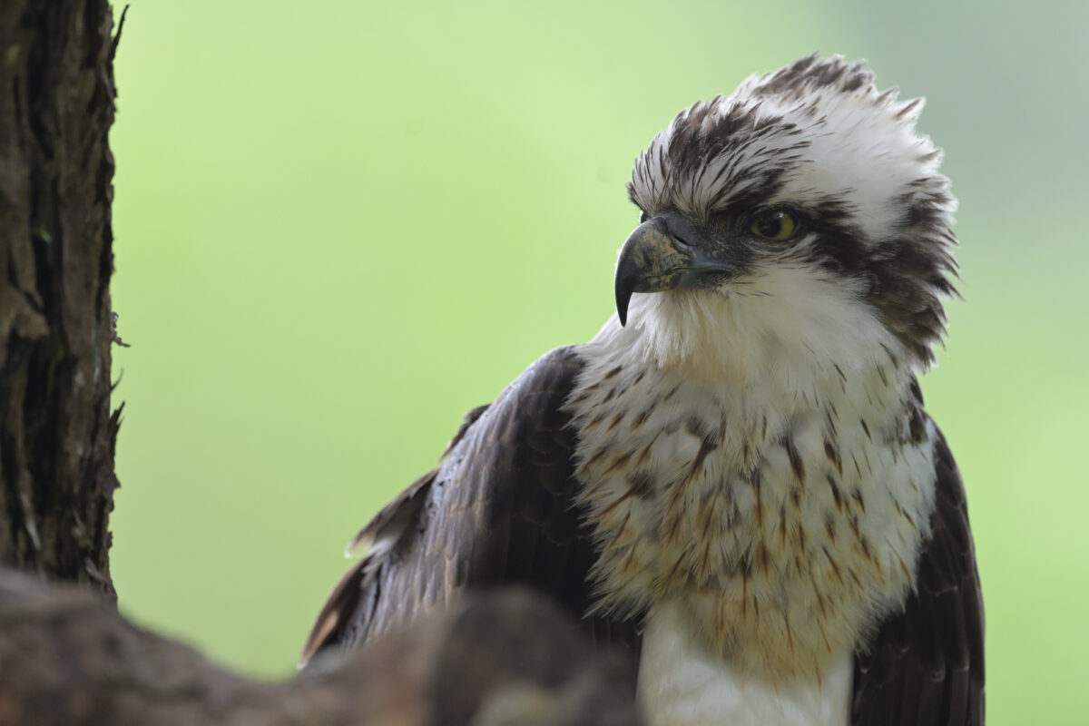 ミサゴ
ミサゴ若鳥
ミサゴ幼鳥
西表島
星立集落