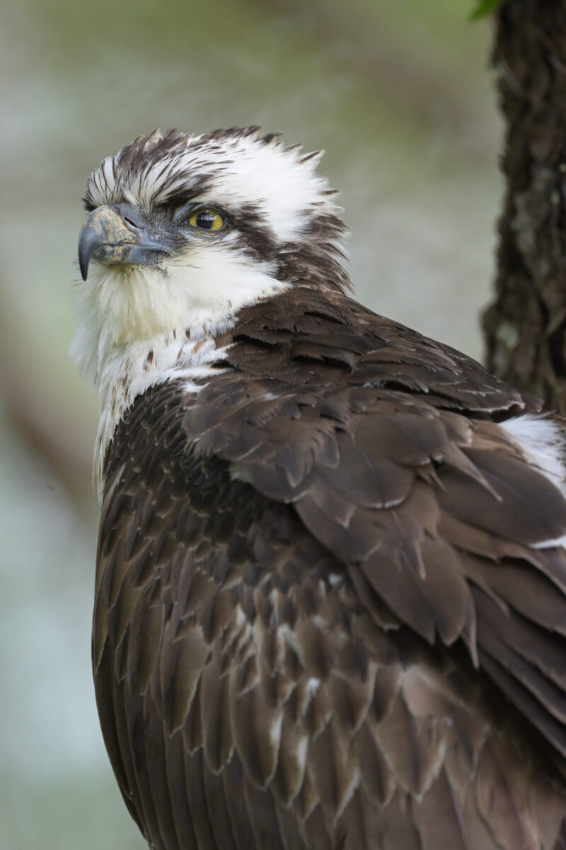 ミサゴ
ミサゴ若鳥
ミサゴ幼鳥
西表島
星立集落