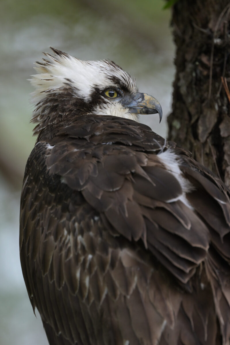 ミサゴ
ミサゴ若鳥
ミサゴ幼鳥
西表島
星立集落