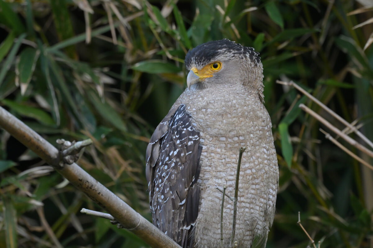 カンムリワシ
西表島
祖納港の田んぼ