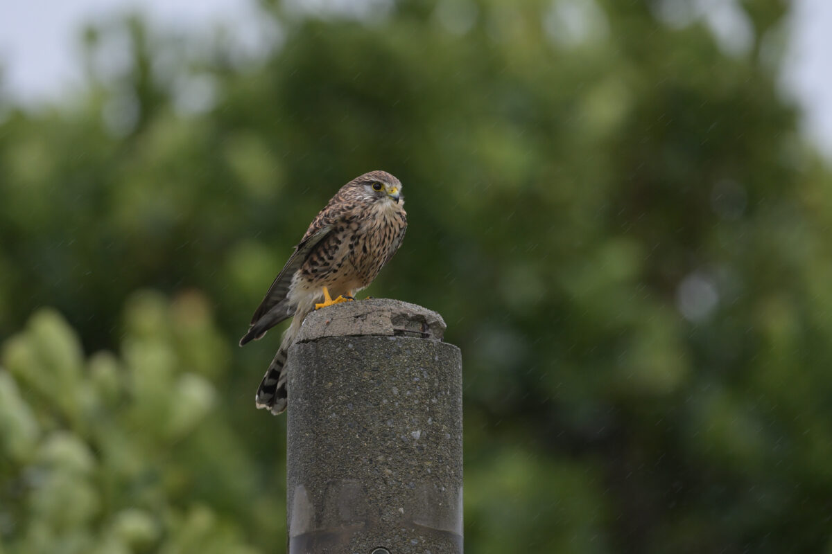 チョウゲンボウ
西表島
住吉牧場